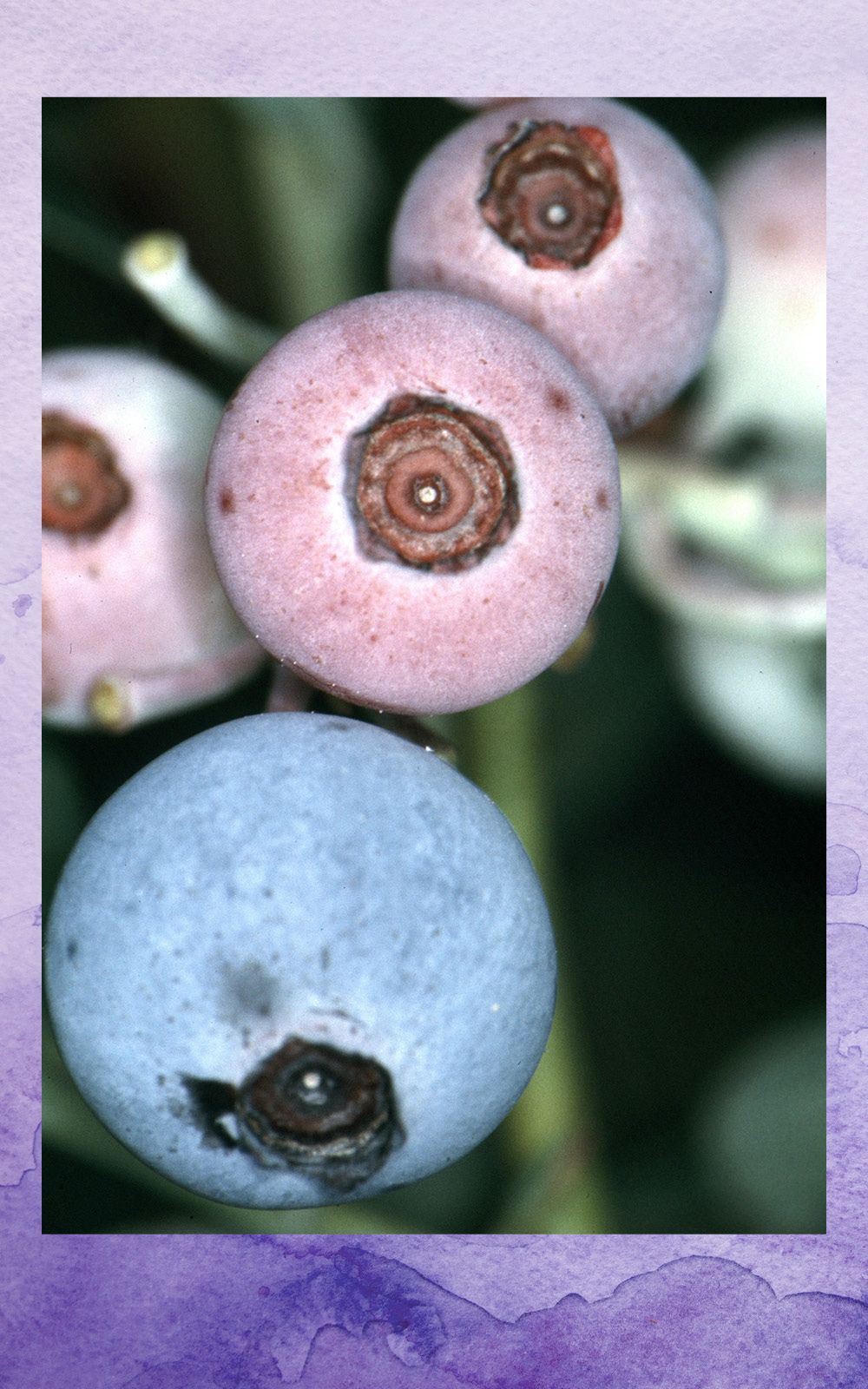 Rabbiteye blueberries