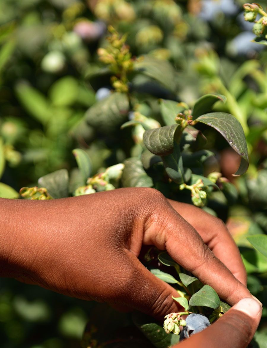 Hands pick a blueberry from a bush.