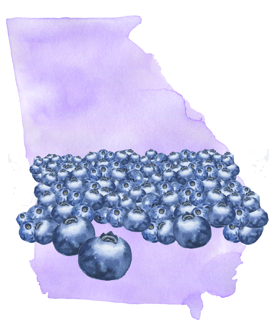 Outline of the state of Georgia with blueberries filling a band across the state