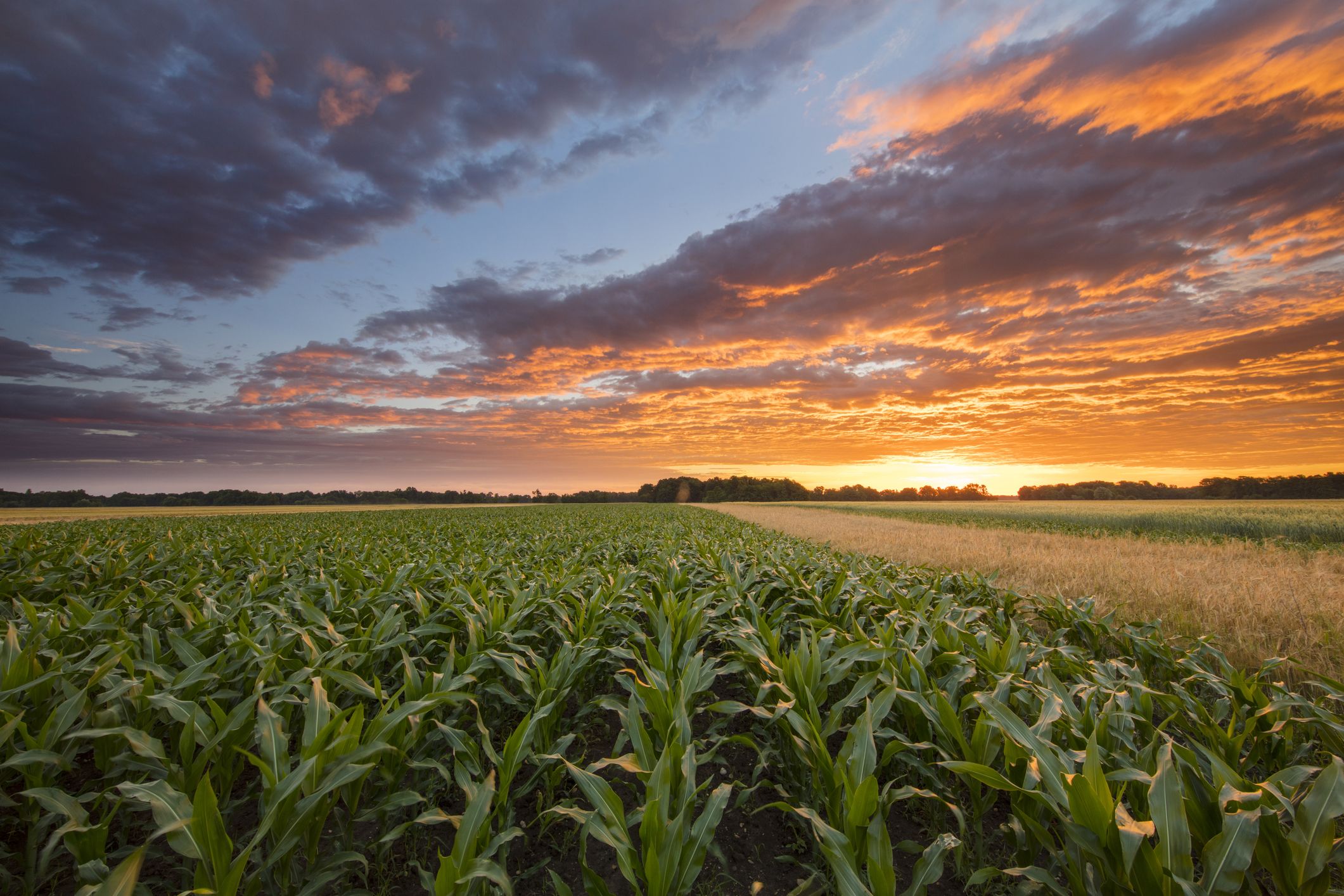 Corn growing on farm during sunset
