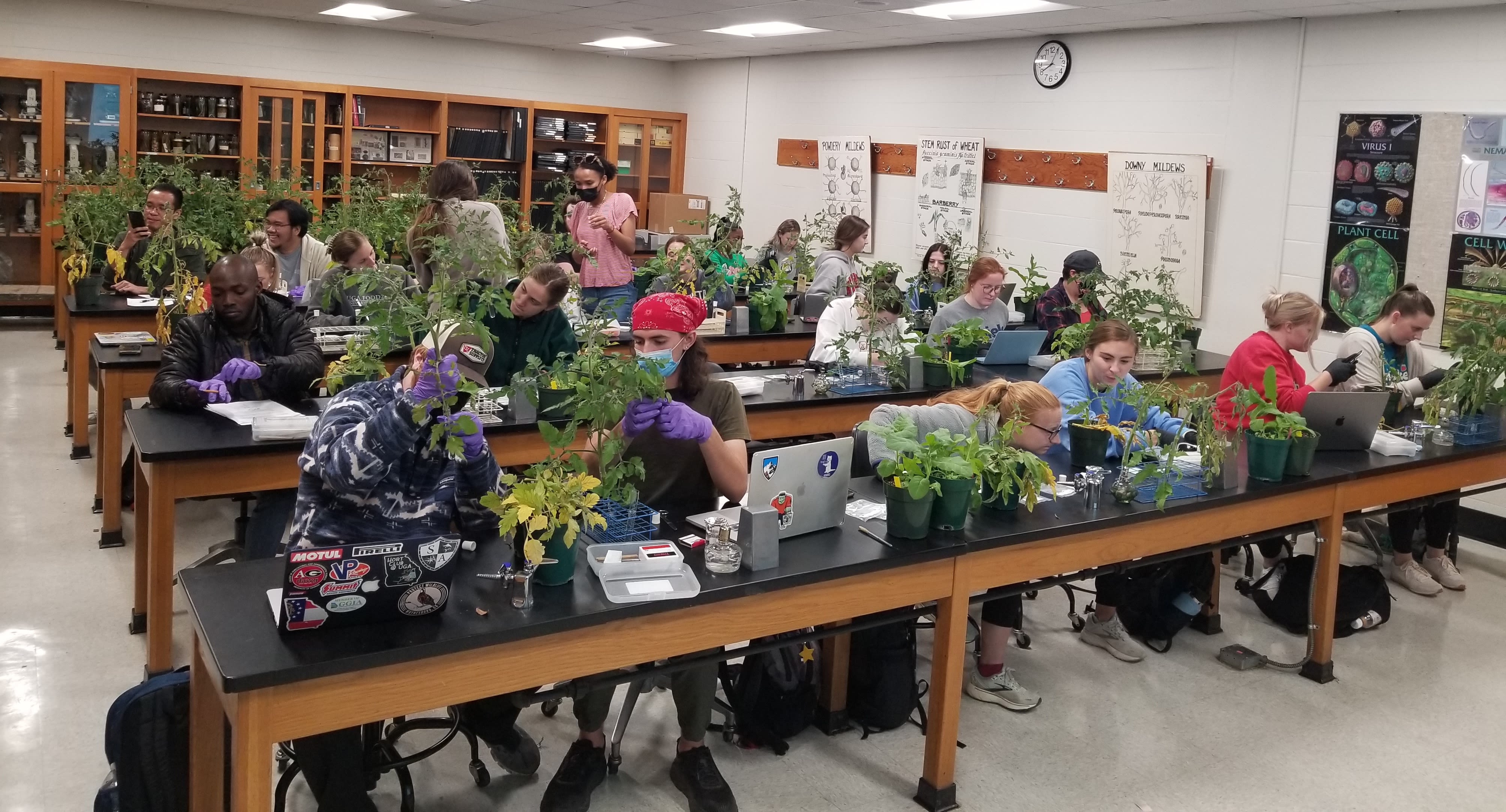 Four rows of “Introductory Plant Pathology” students inspect plants in the lab classroom