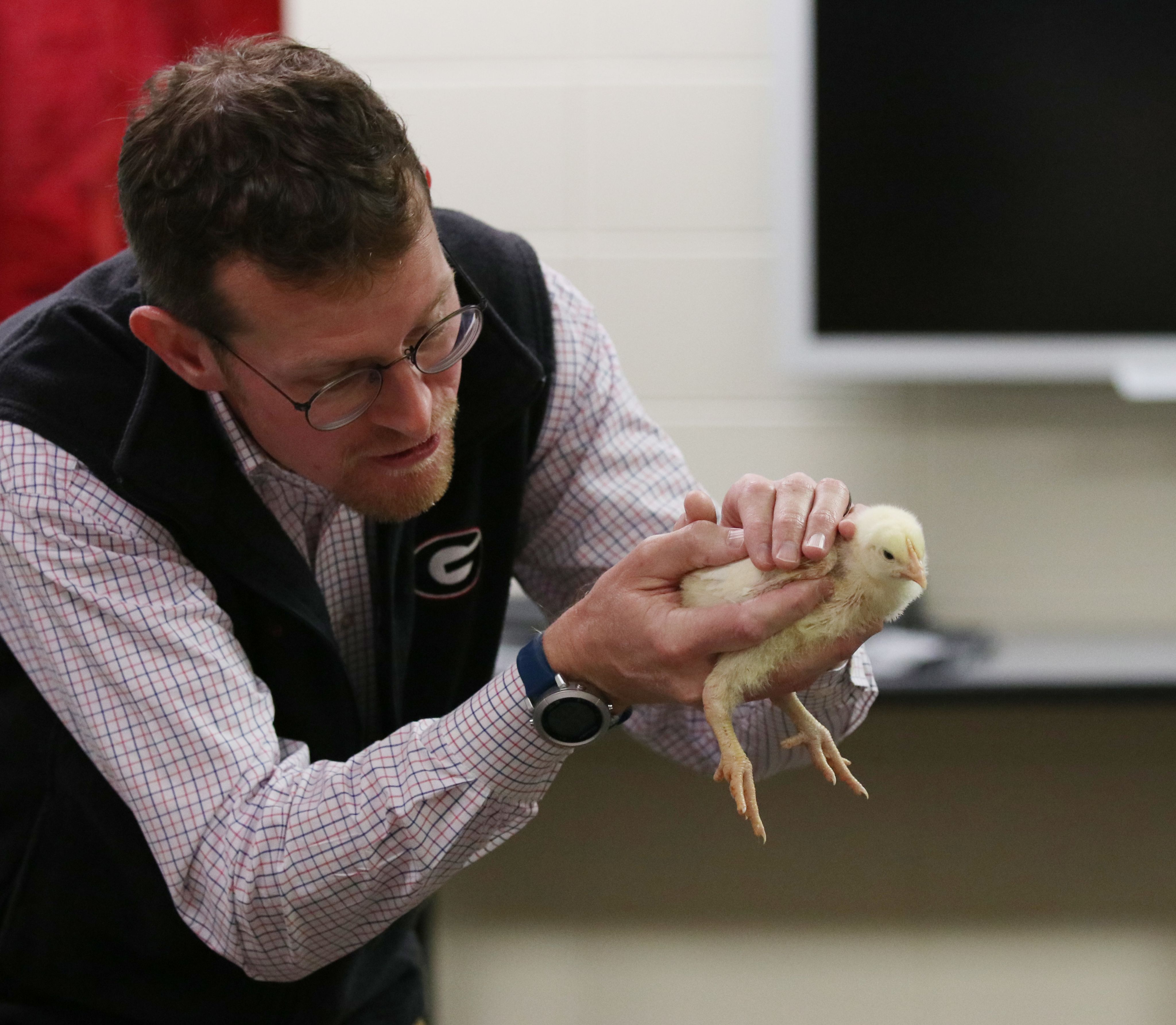 Professor Nick Fuhrman, wearing a plaid shirt and UGA-branded vest, teaches a class with the aid of a very young chicken