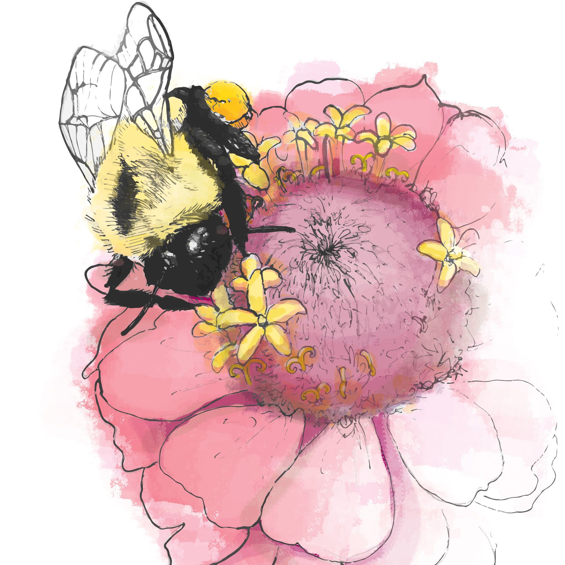 Illustration of a bumblebee pollinating a pink flower with tiny yellow florets on top.