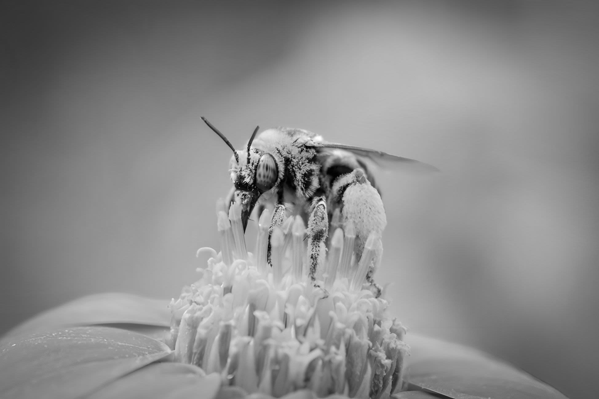A black and white image of a bee on top of a flower with copious amounts of pollen.
