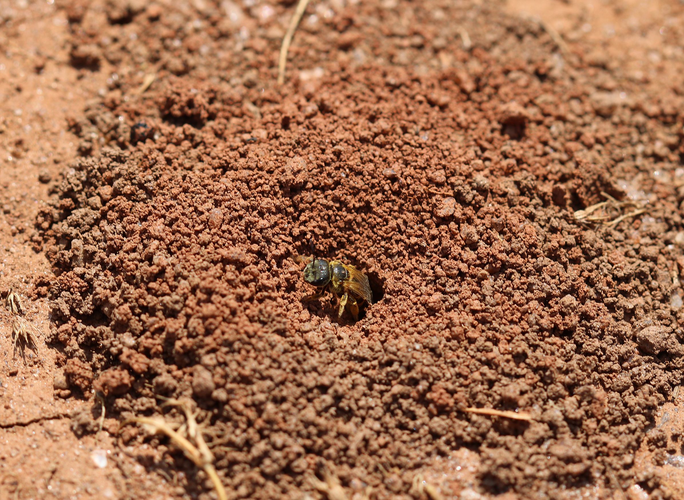 A ground-nesting bee emerges from a hole in bare soil. 