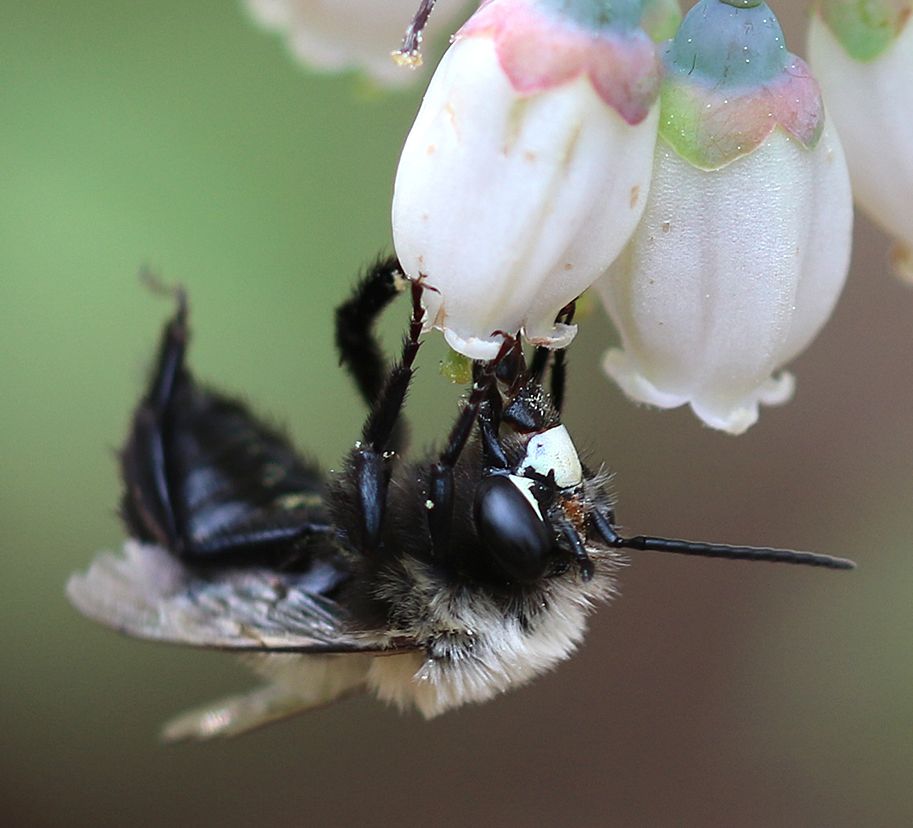 A bee hangs upside down as it collects nectar from a white, bell-shaped floret.