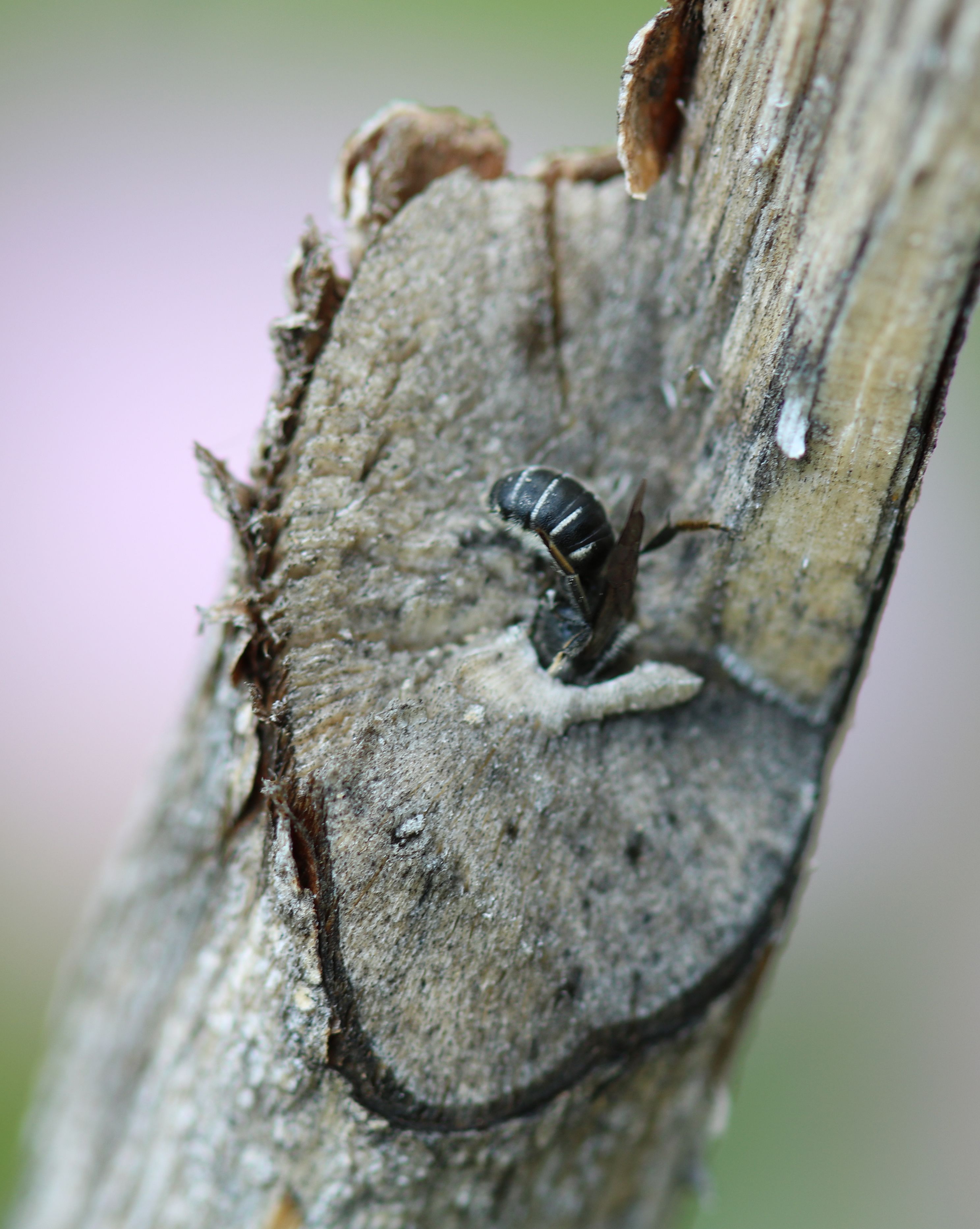 A black bee with yellow stripes on its thorax burrows into a hole in a thin stem. 