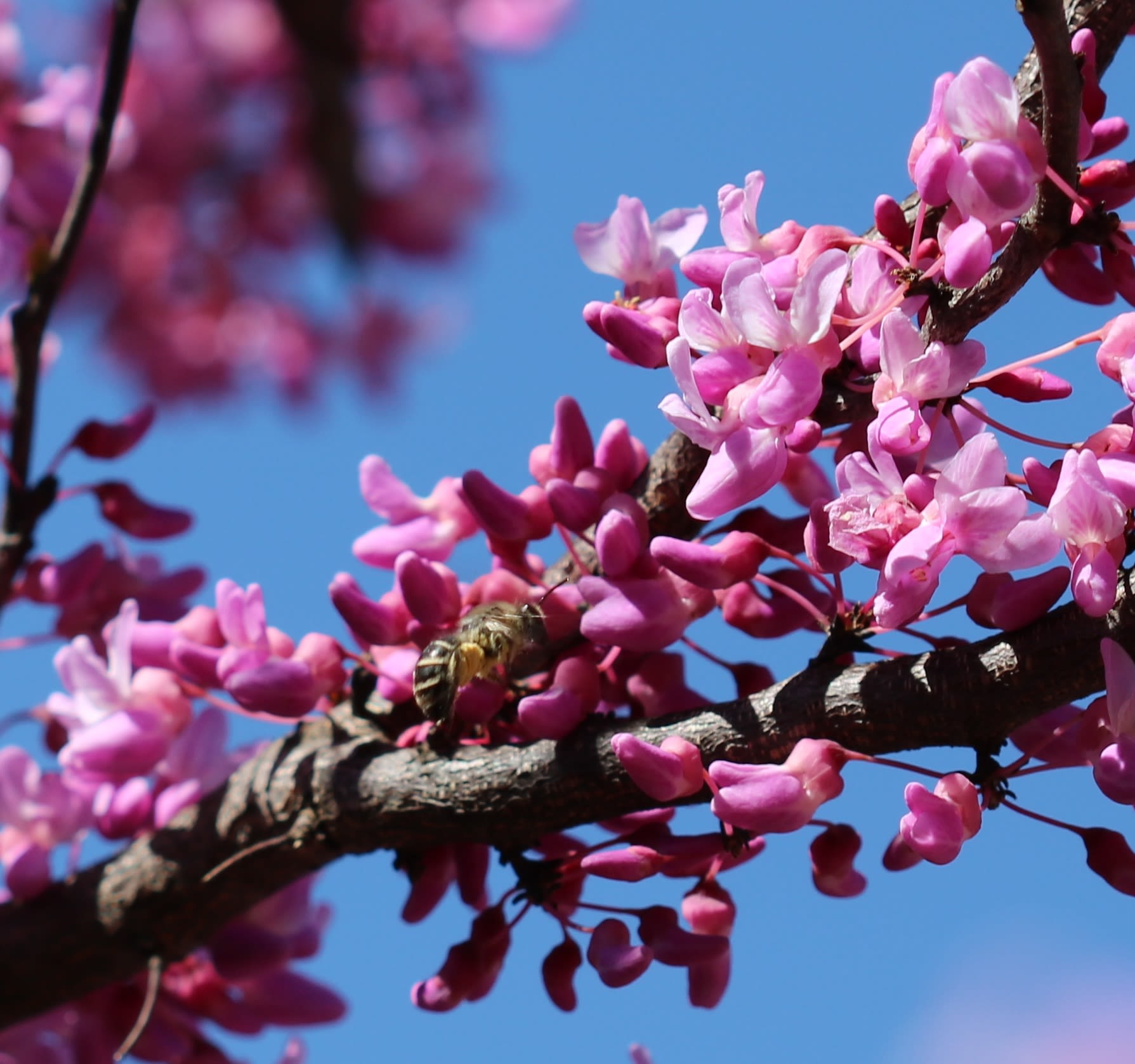 A bee is visiting a cluster of violet colored flowers along a thin tree branch, with the blue sky in the background.
