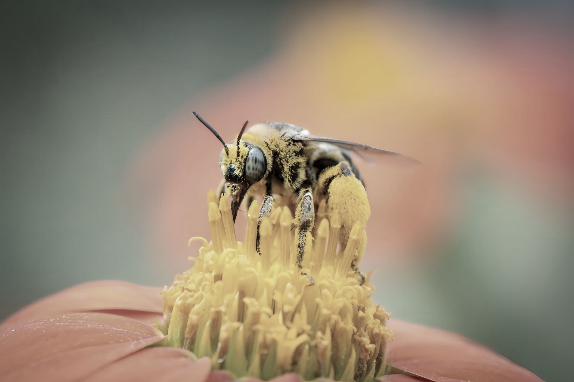 The same image is now becoming filled in with more color, as the bee on top of the flower is covered in pollen.