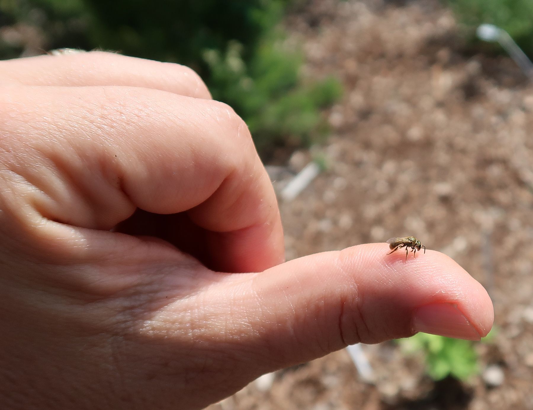 A small, sweat bee is resting on a person's thumb. 
