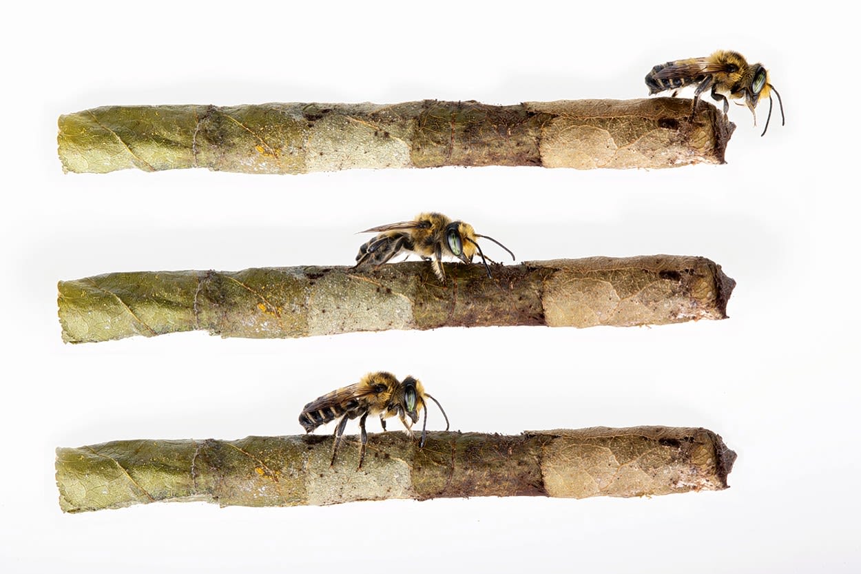 Three rolled, cigar-like leaf tubes are pictured. Each tube has a leafcutter bee walking across the top in various positions along the tube. 