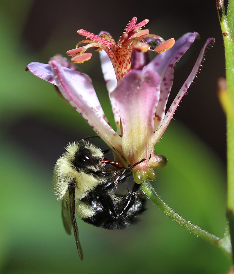 A bumble bee hangs upside down as it collects nectar from a purple flower.