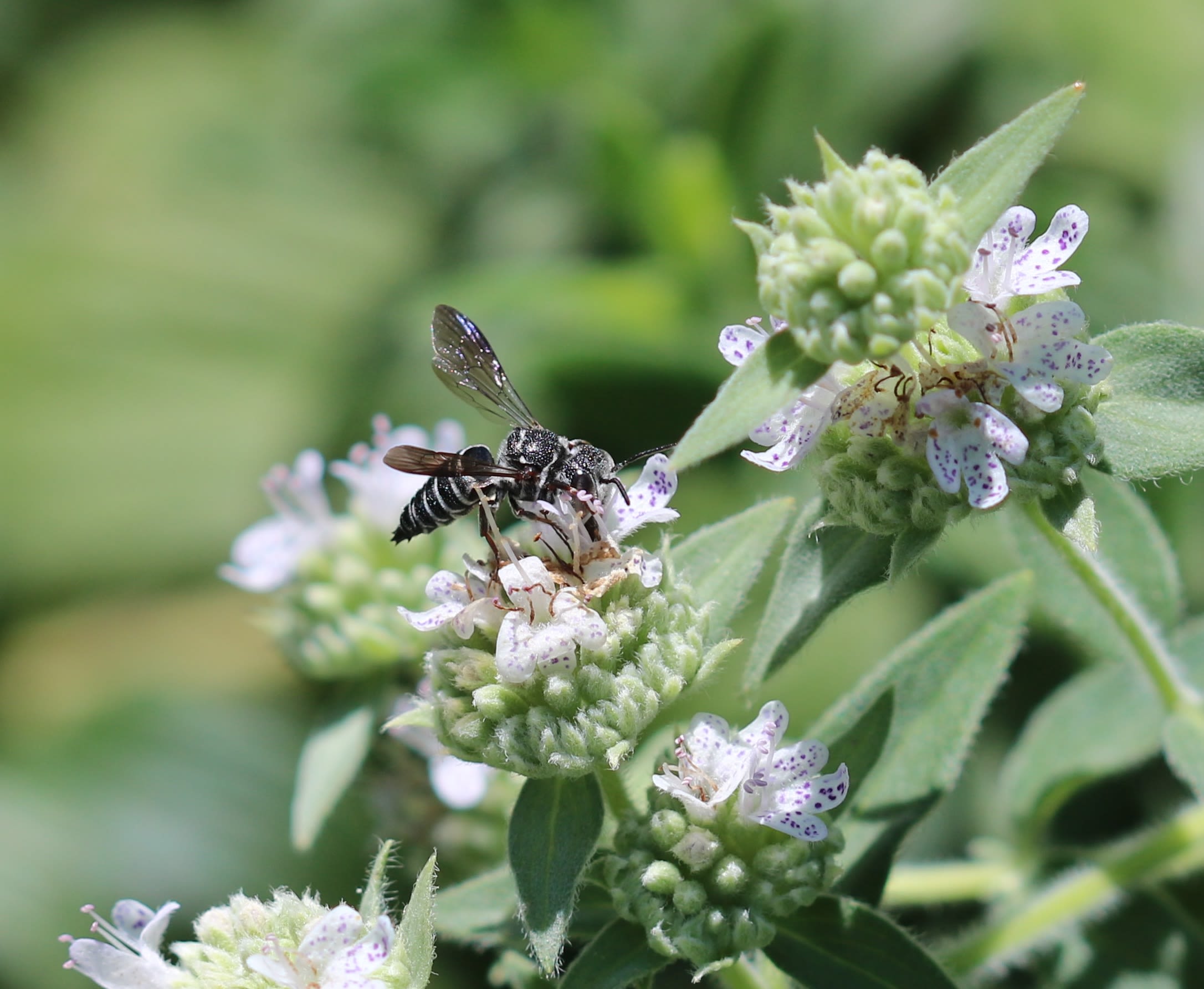 A black bee with yellow stripes rests on a mountain mint blossom. 