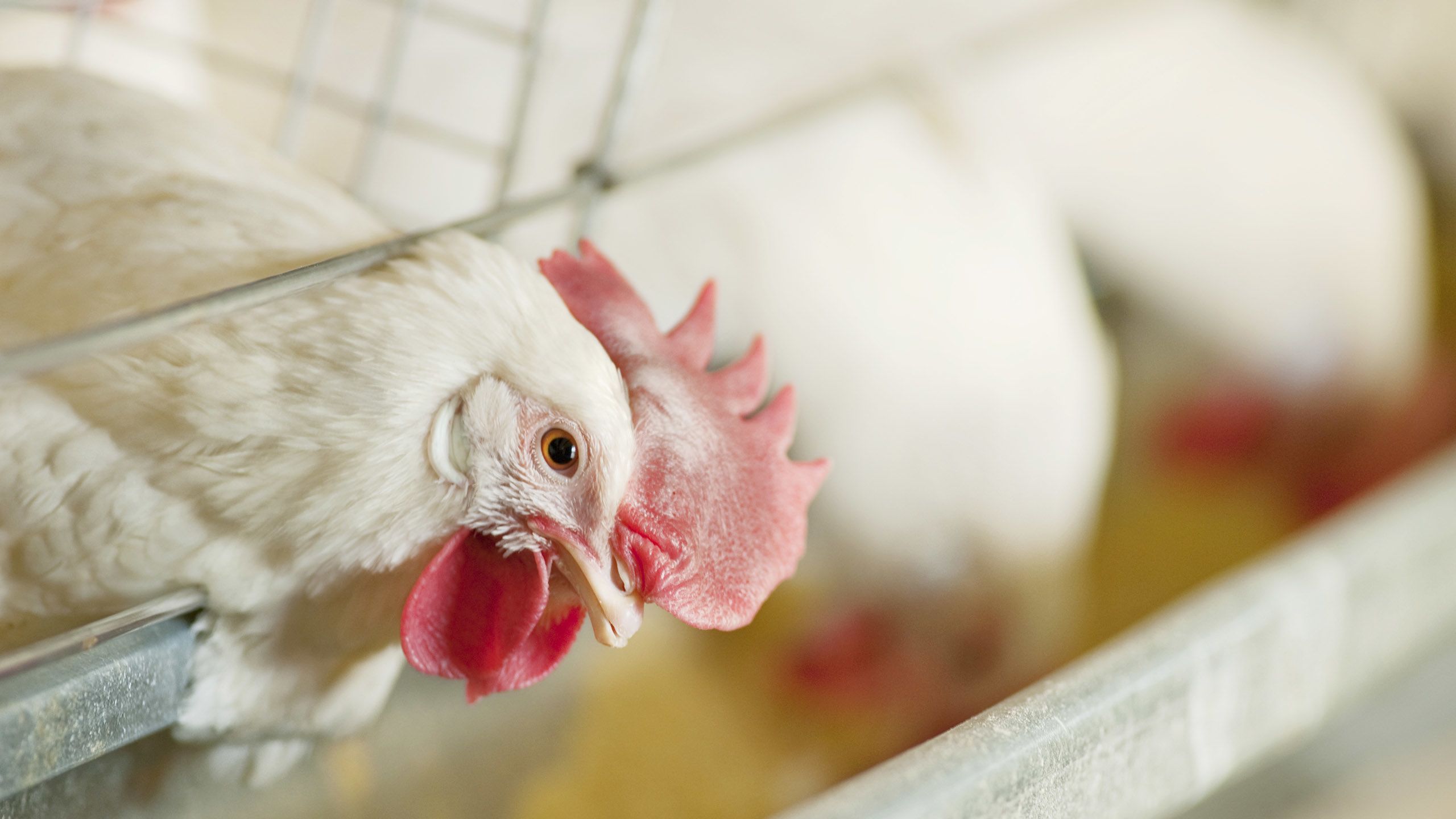 A close-up of a white chicken with a red comb and wattles, popping its head out of the cage.