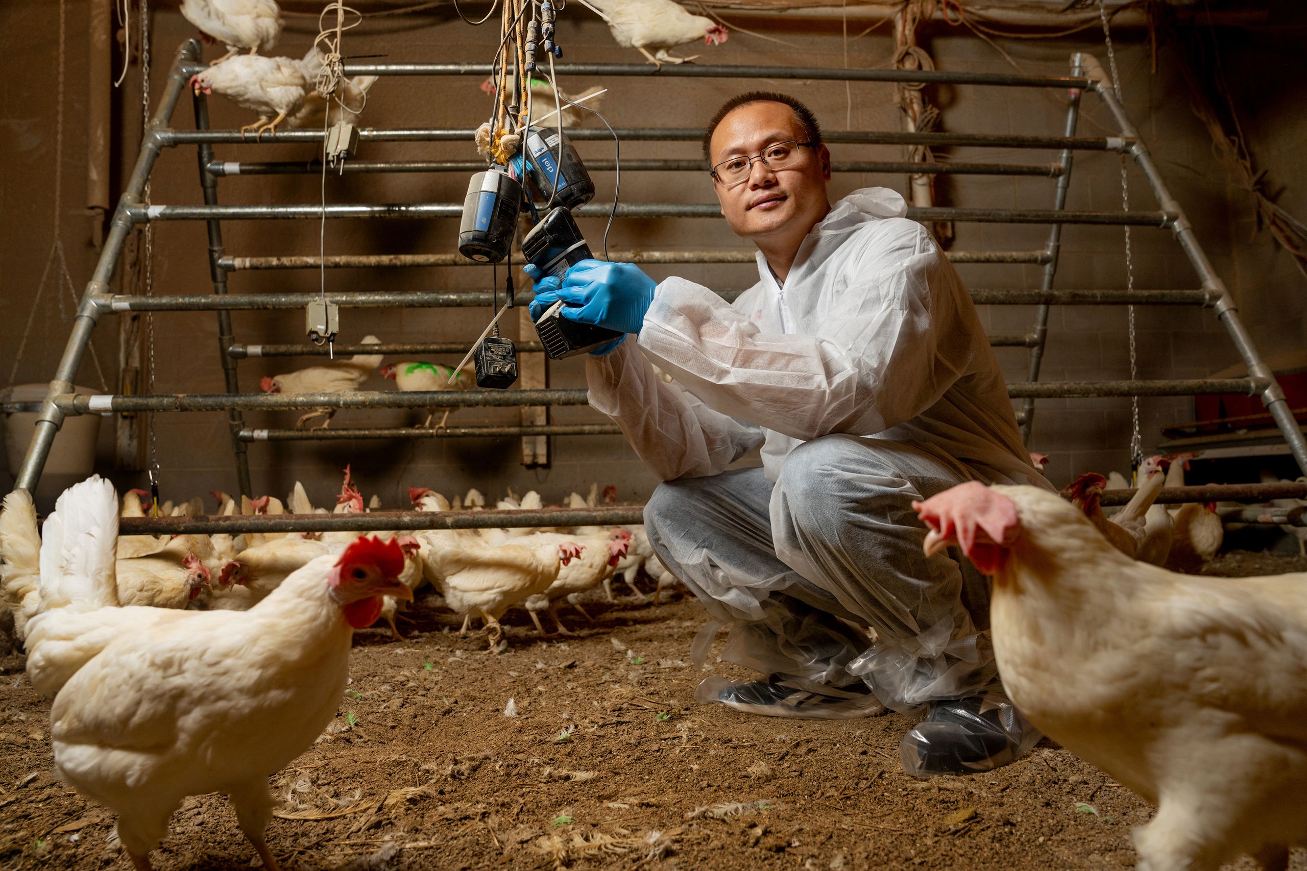 Lilong Chai in a white protective suit and blue gloves examines equipment while crouching among chickens in a farm setting.