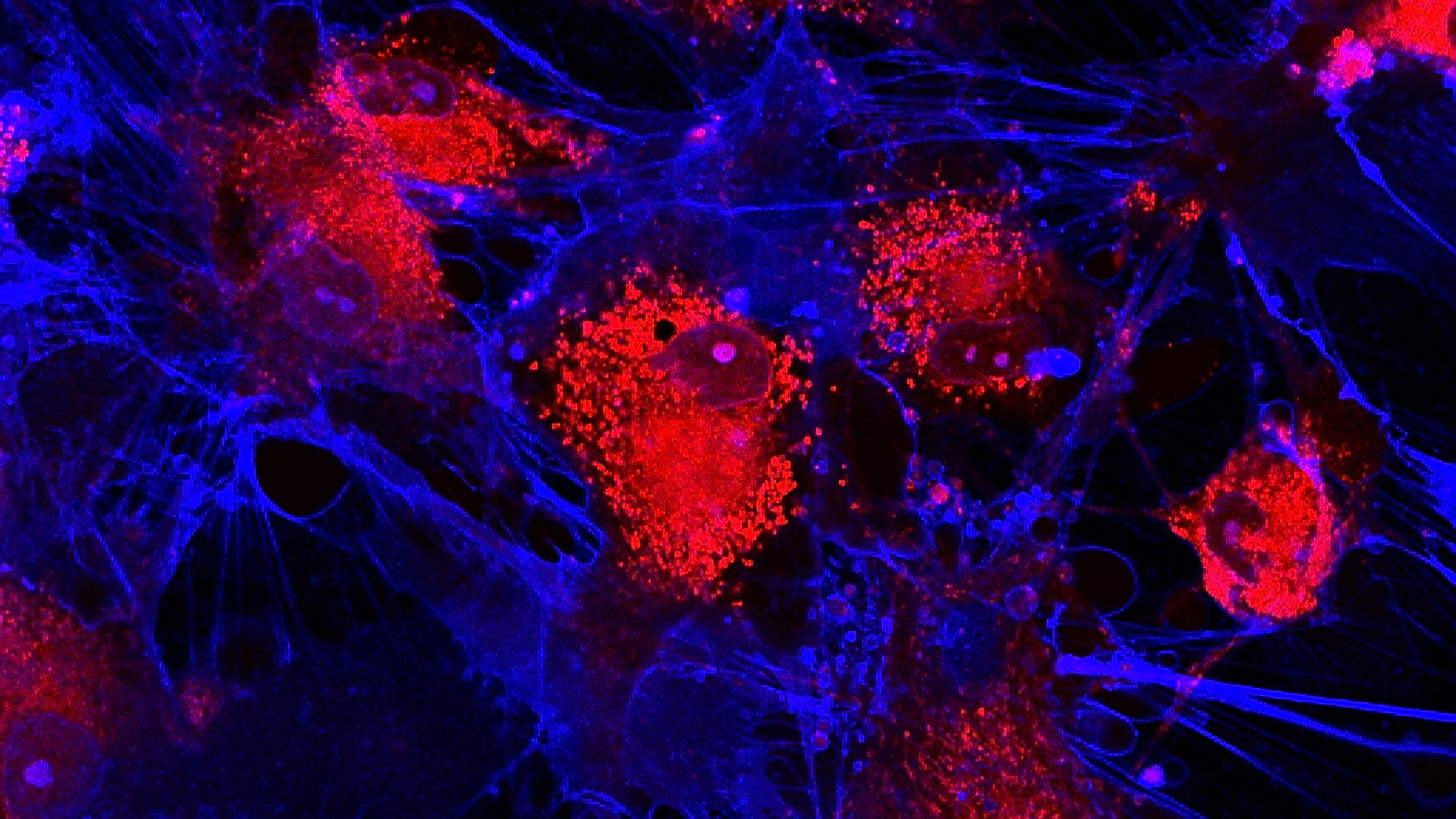 Mesenchymal stem cells, highlighted in red and blue with their intricate structure.