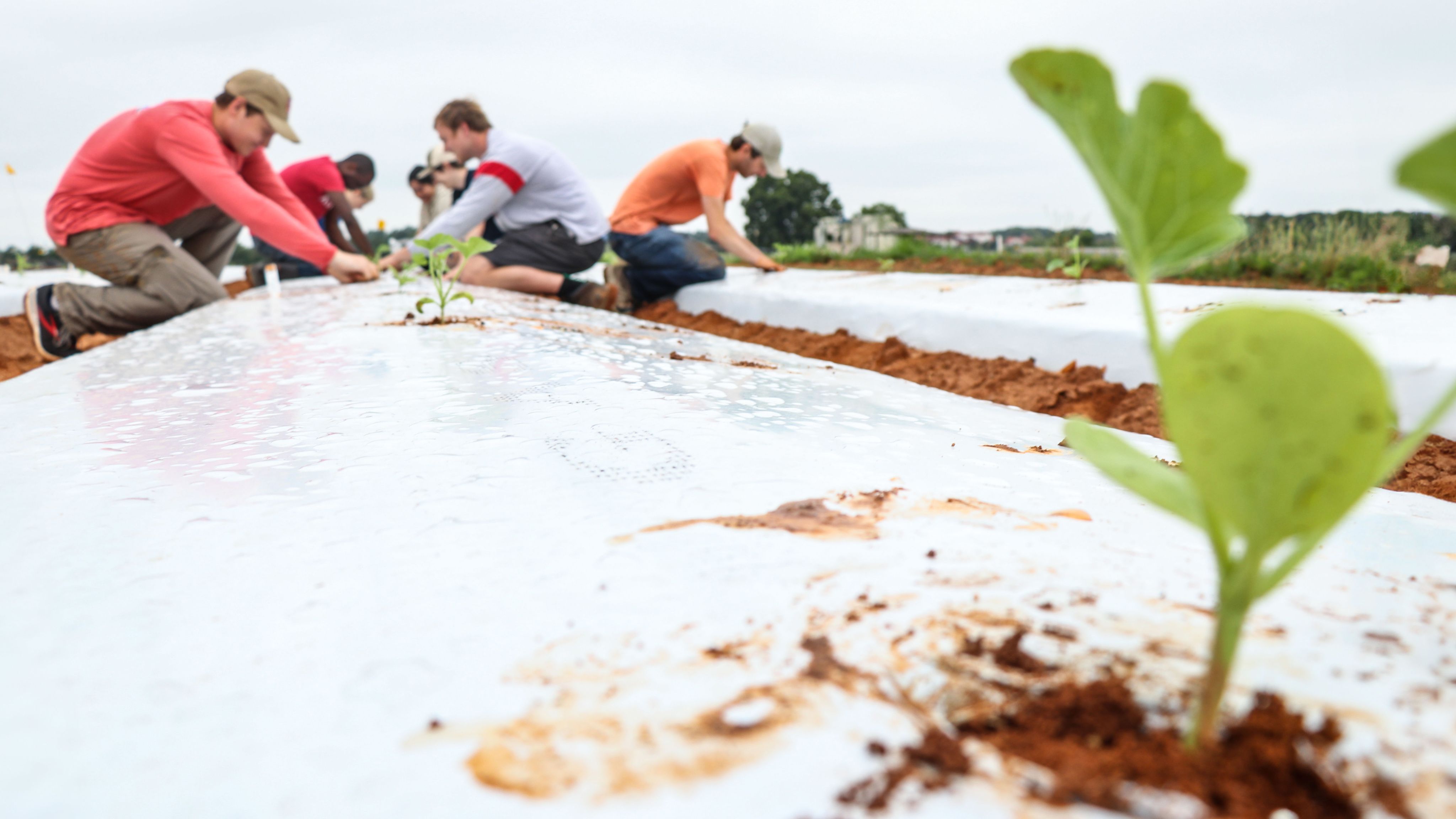 Students plant young watermelon seedlings in a field covered with white plastic mulch.
