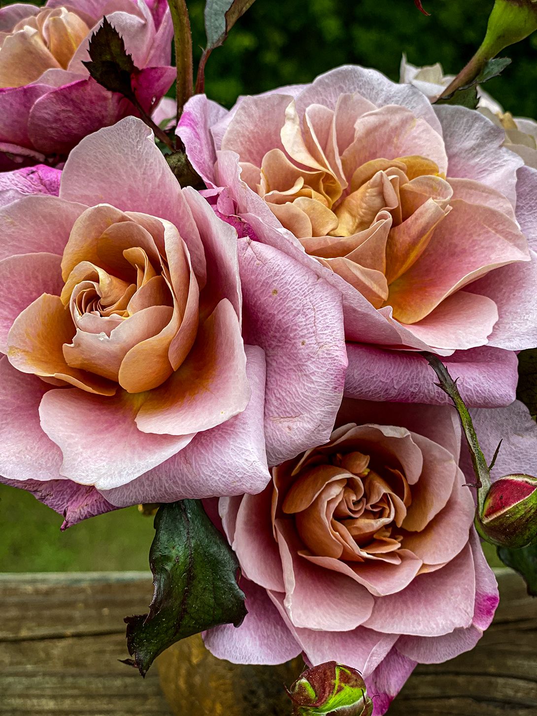 Close-up of soft pink and peach roses with delicate petals and green stems.