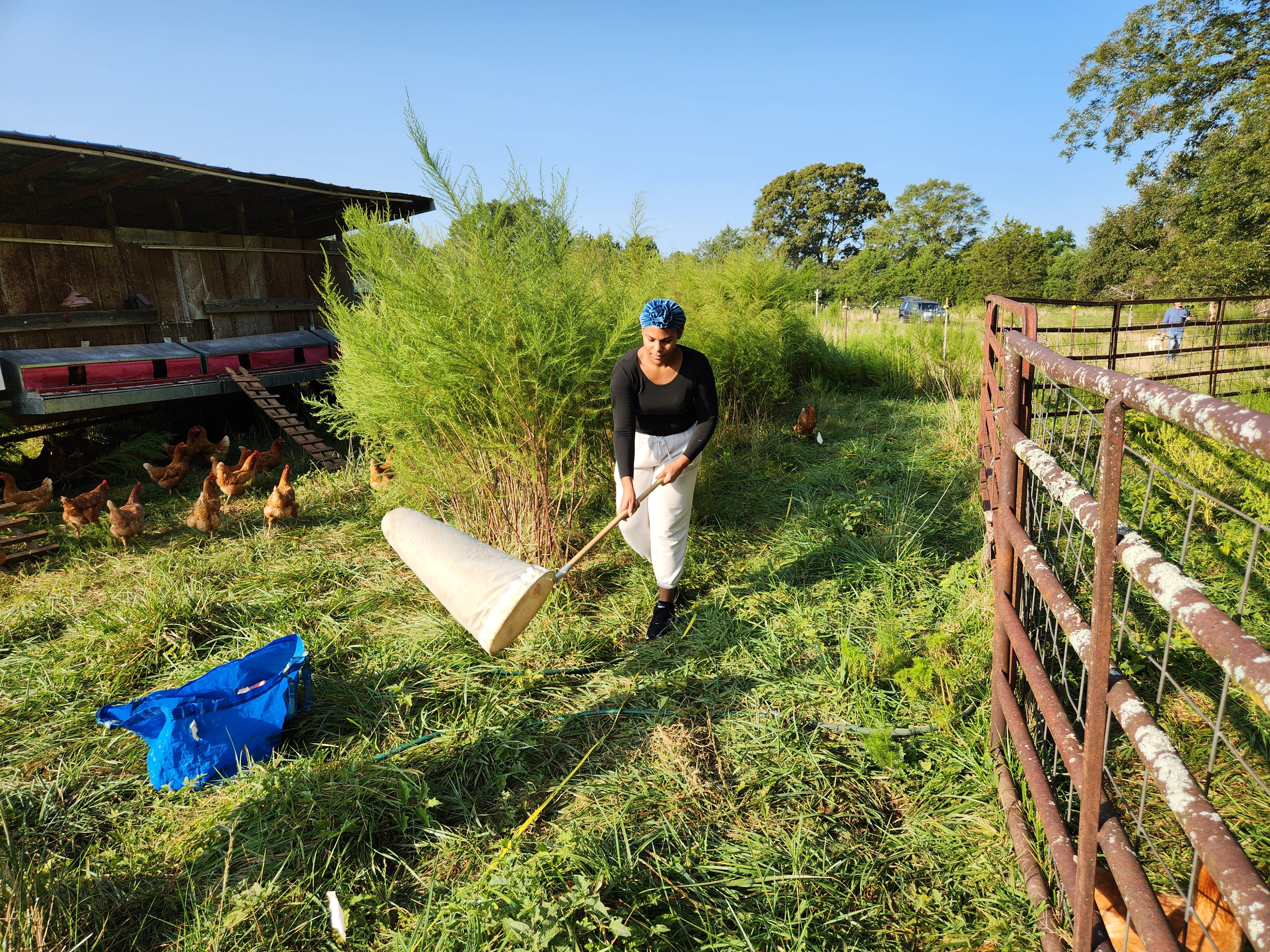 A woman in a black shirt and white sweatpants uses a large net to sweep for insects in a pasture where chickens roam.