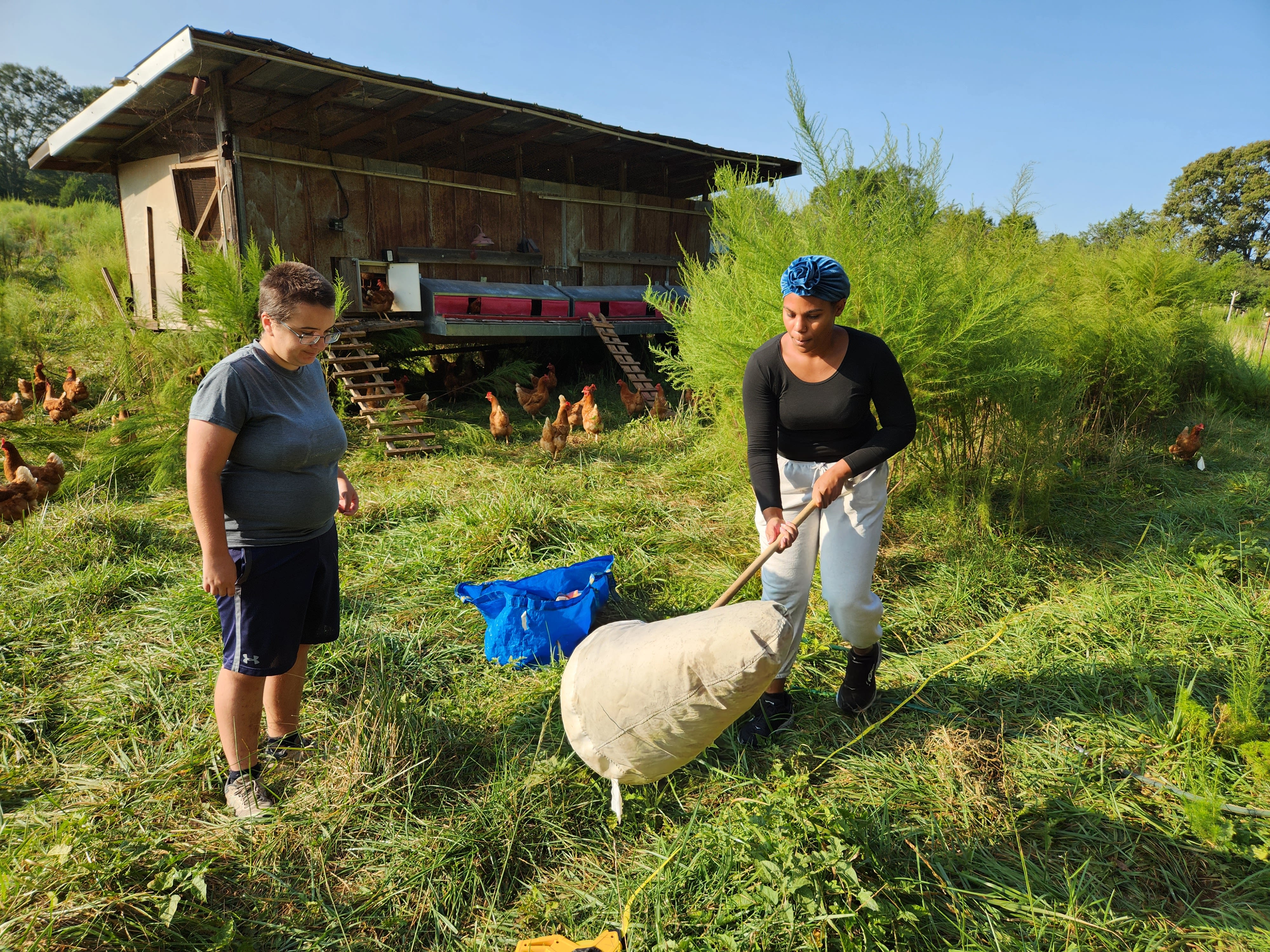 A female researcher uses a large net to sweep for insects in a pasture where chickens roam while another female researcher watches