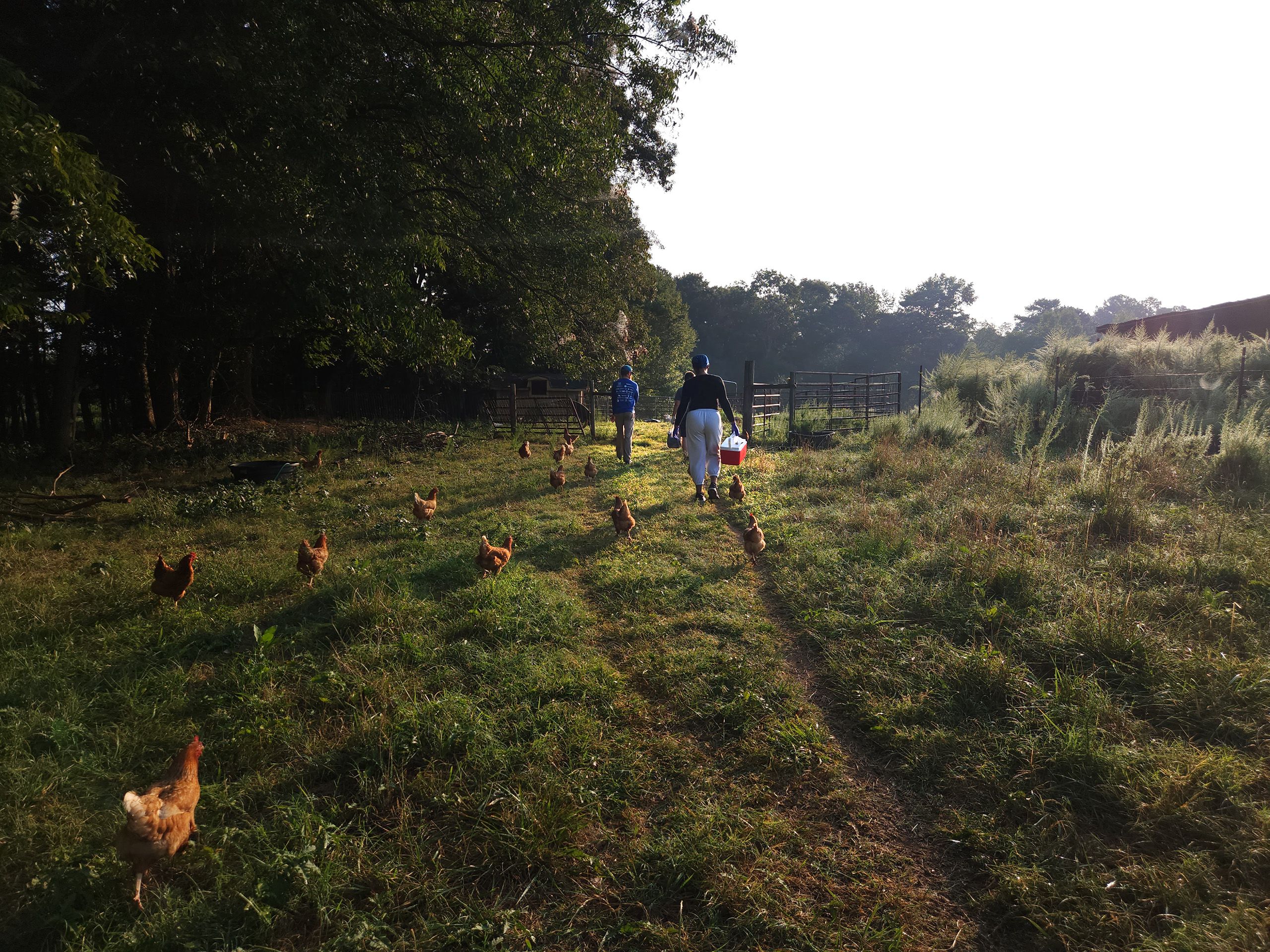Two women and a man walk in a line toward a pasture while several brown, free-range chickens mill around in their path.