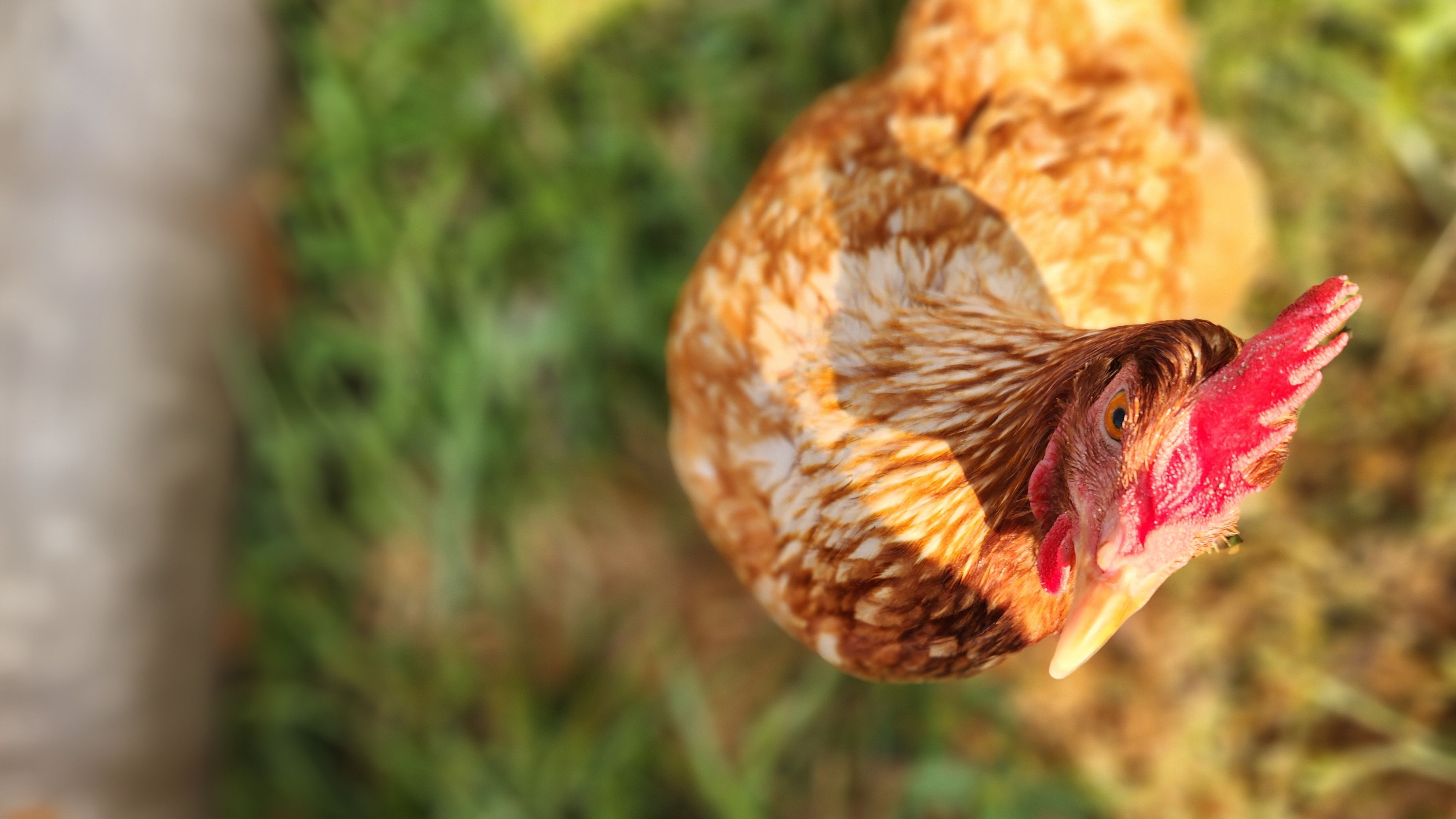 A brown and white chicken