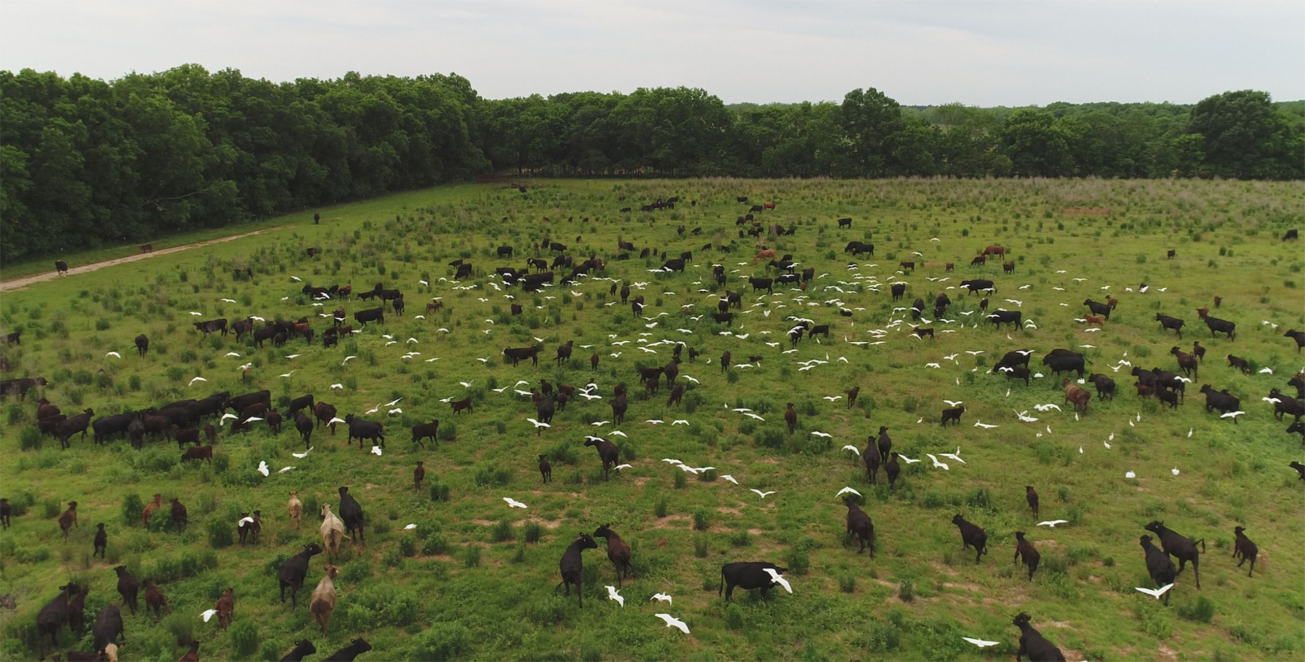 A flock of birds flies over a pasture where a herd of cows graze