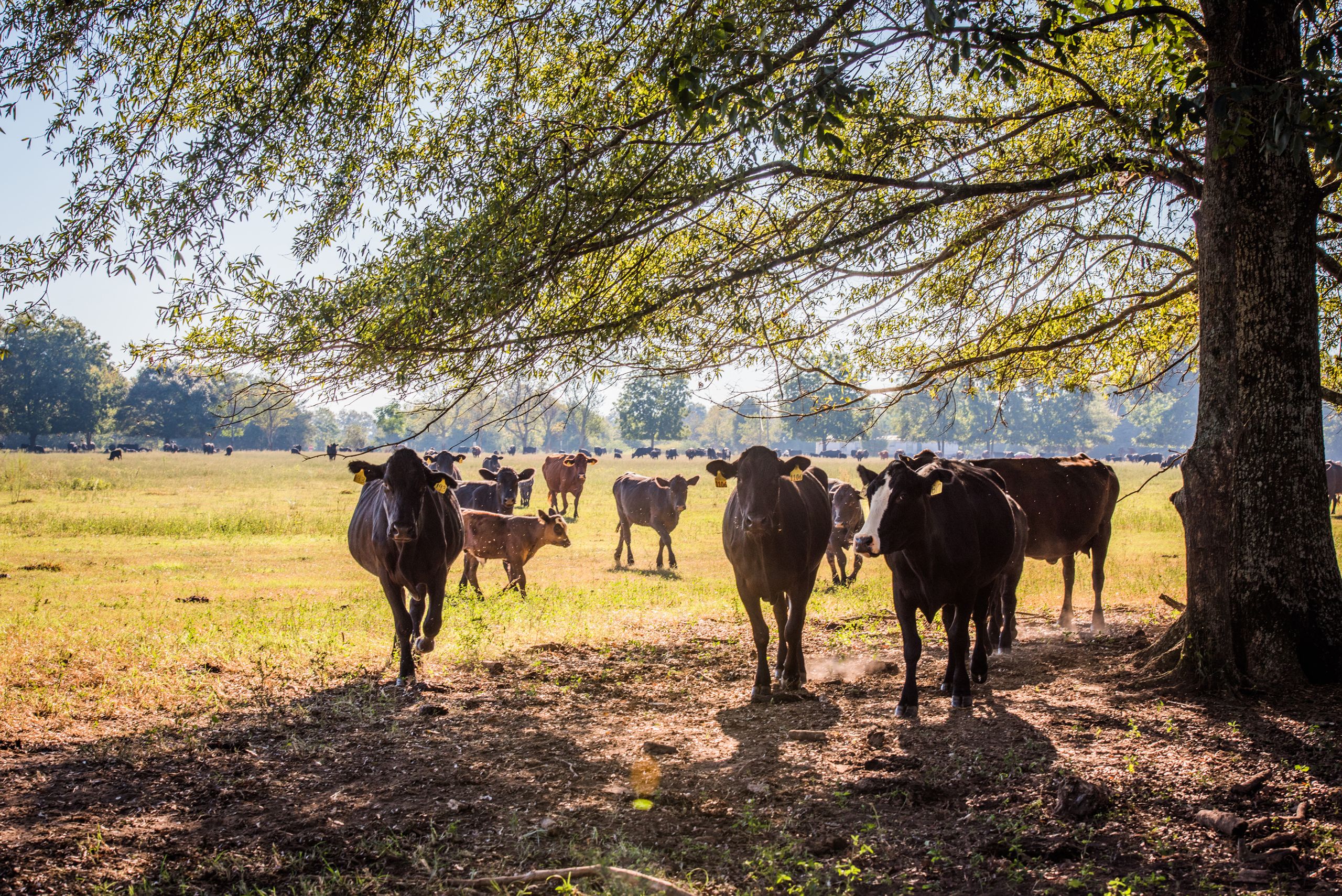 Cows stand under a tree in a pasture