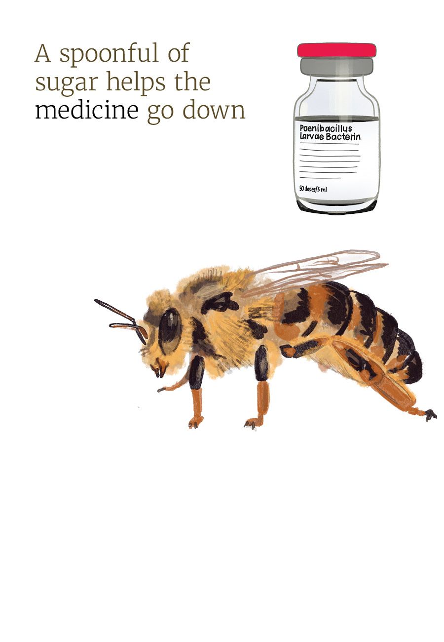 Illustration of a honey bee queen and a vial of Paenibacillus Larvae Bacterin.