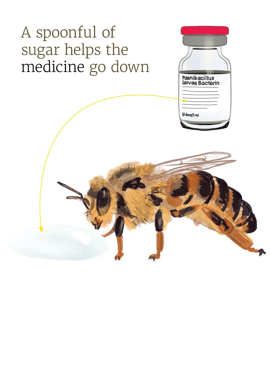 Illustration of a honey bee queen, a vial of Paenibacillus Larvae Bacterin and a blob of queen candy