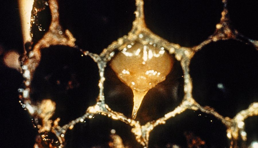 Grainy photo of a dark, greasy-looking honeycomb. A glob of viscous material hangs from a cell. 