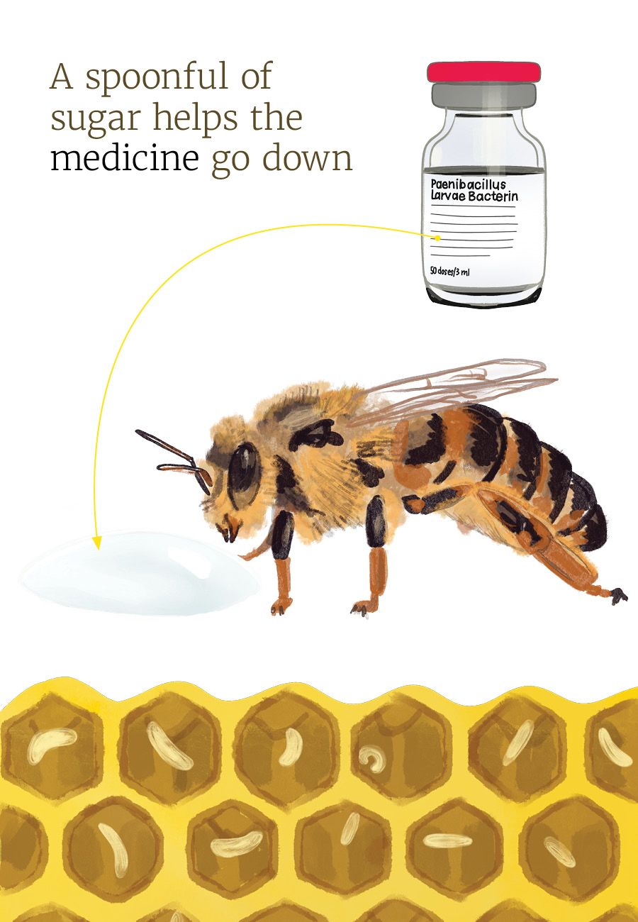 Illustration of a honey bee queen, a vial of Paenibacillus Larvae Bacterin, a blob of queen candy, and bee larvae in a honeycomb.