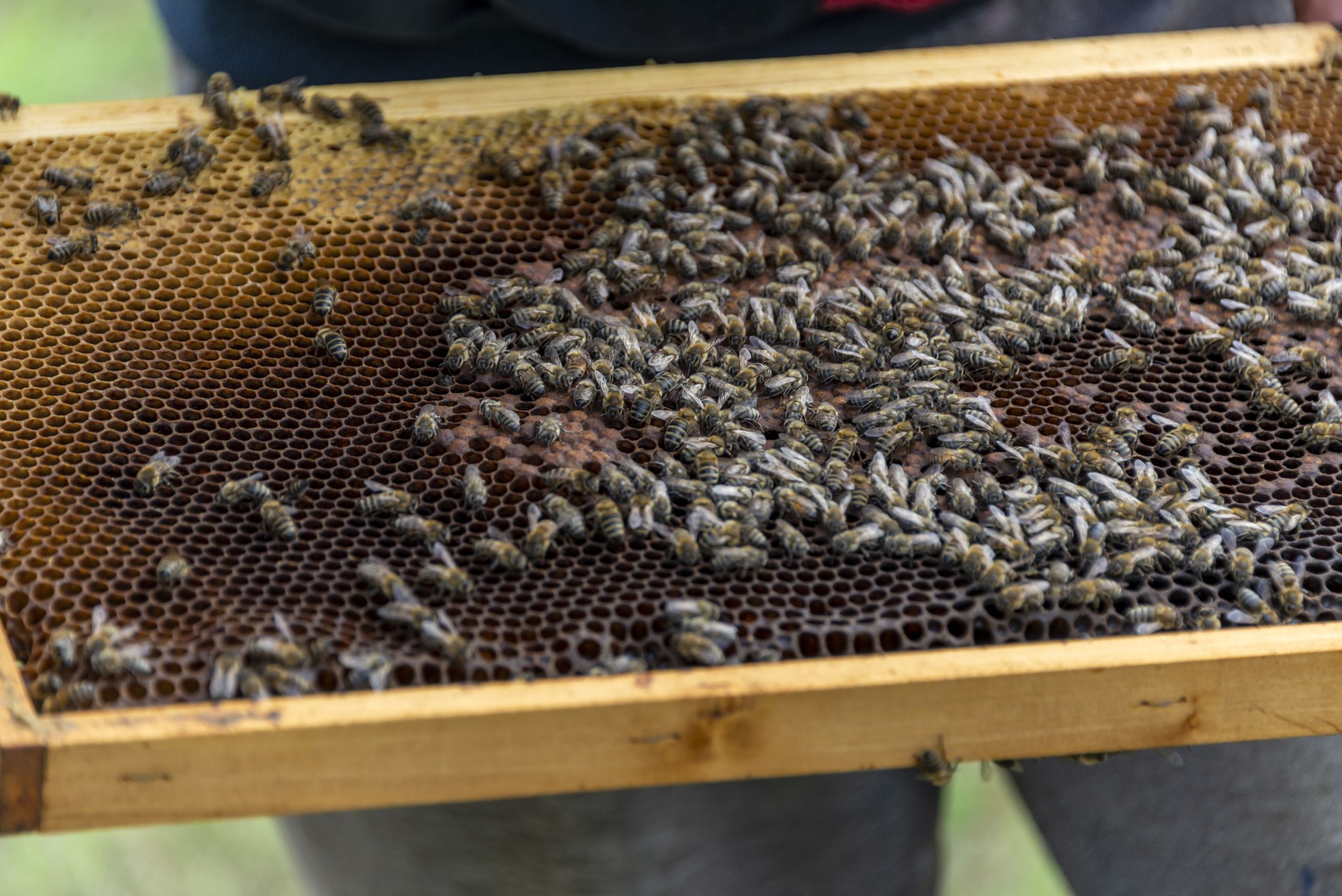 Bees cluster together on a honey frame