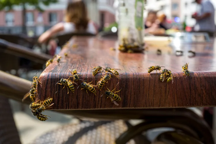 Yellowjackets on a table.