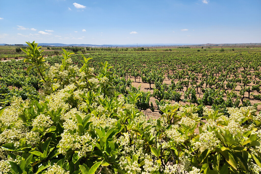 Vineyard landscape under blue sky with blooming plants in foreground.