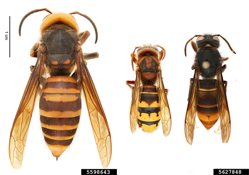 Three hornets of varying sizes are compared in this photograph, a 1 cm scale is included for reference.