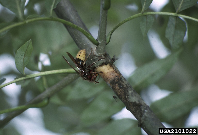 A photo of an adult European hornet feeding on a part of a branch whose bark has sustained damage.