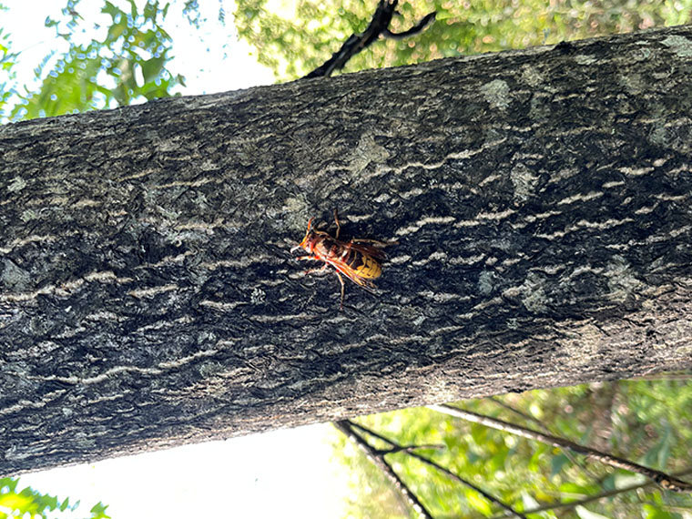 A European hornet is pictured in the center of a photograph scaling a tree.