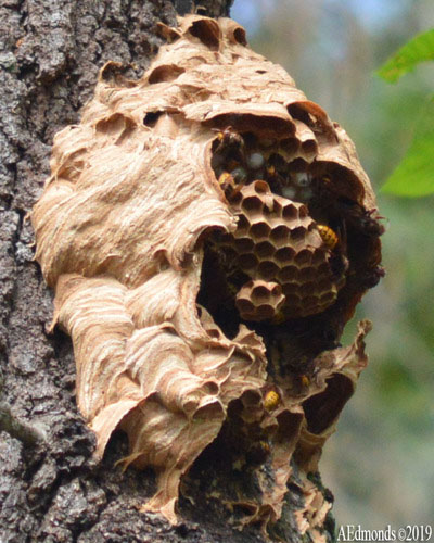 Attached to the side of a tree is a papery mass whose inside is exposed, revealing hexagonal combs.
