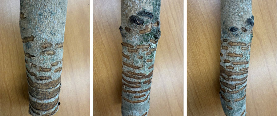 Three photos of a log demonstrating the girdling damage pattern of the European hornet.