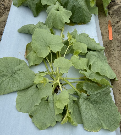 A photo of a hubbard type winter squash displaying symptoms associated with Silverleaf Whitefly infestation.