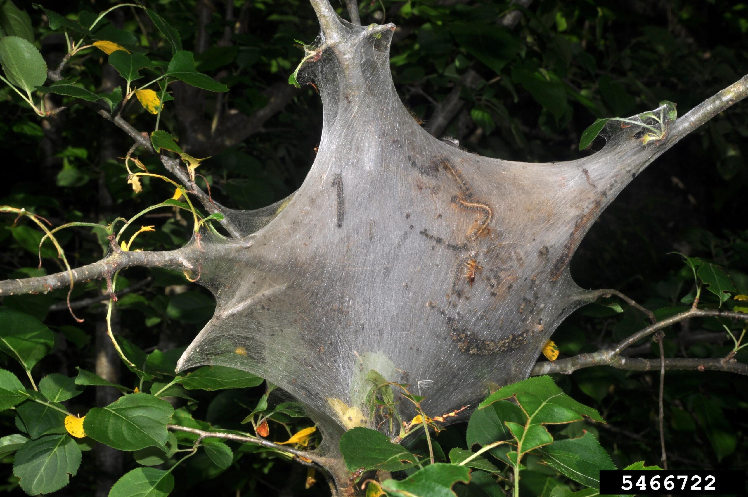 In this photo a tent made of webbing and filled with caterpillars adorns the branches of a tree.