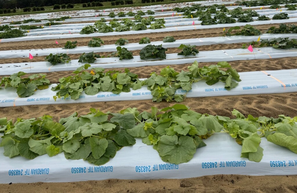 A photo of winter squash plants infested with whitefly.