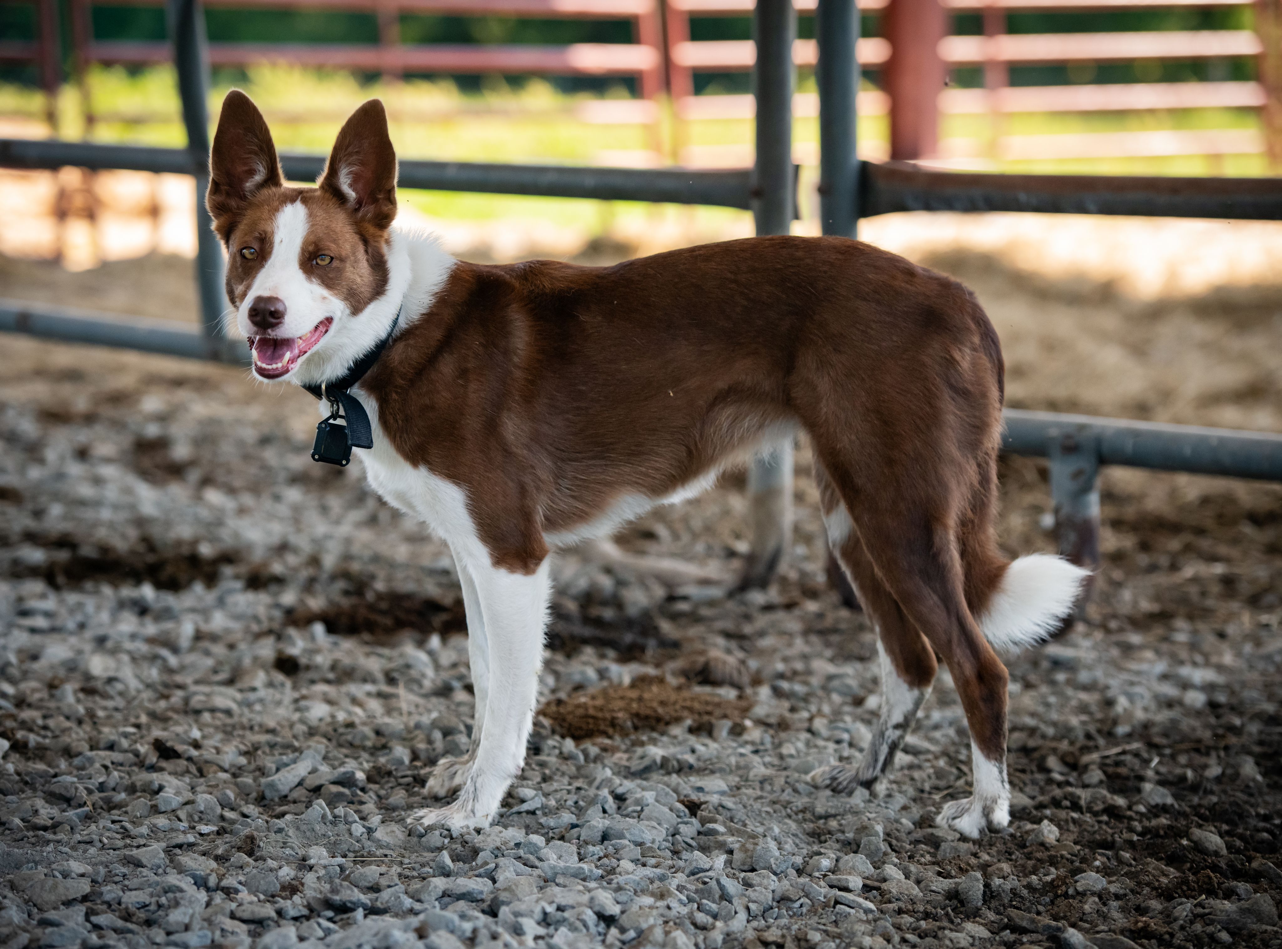 A brown and white cattle dog stands in a cattle run.