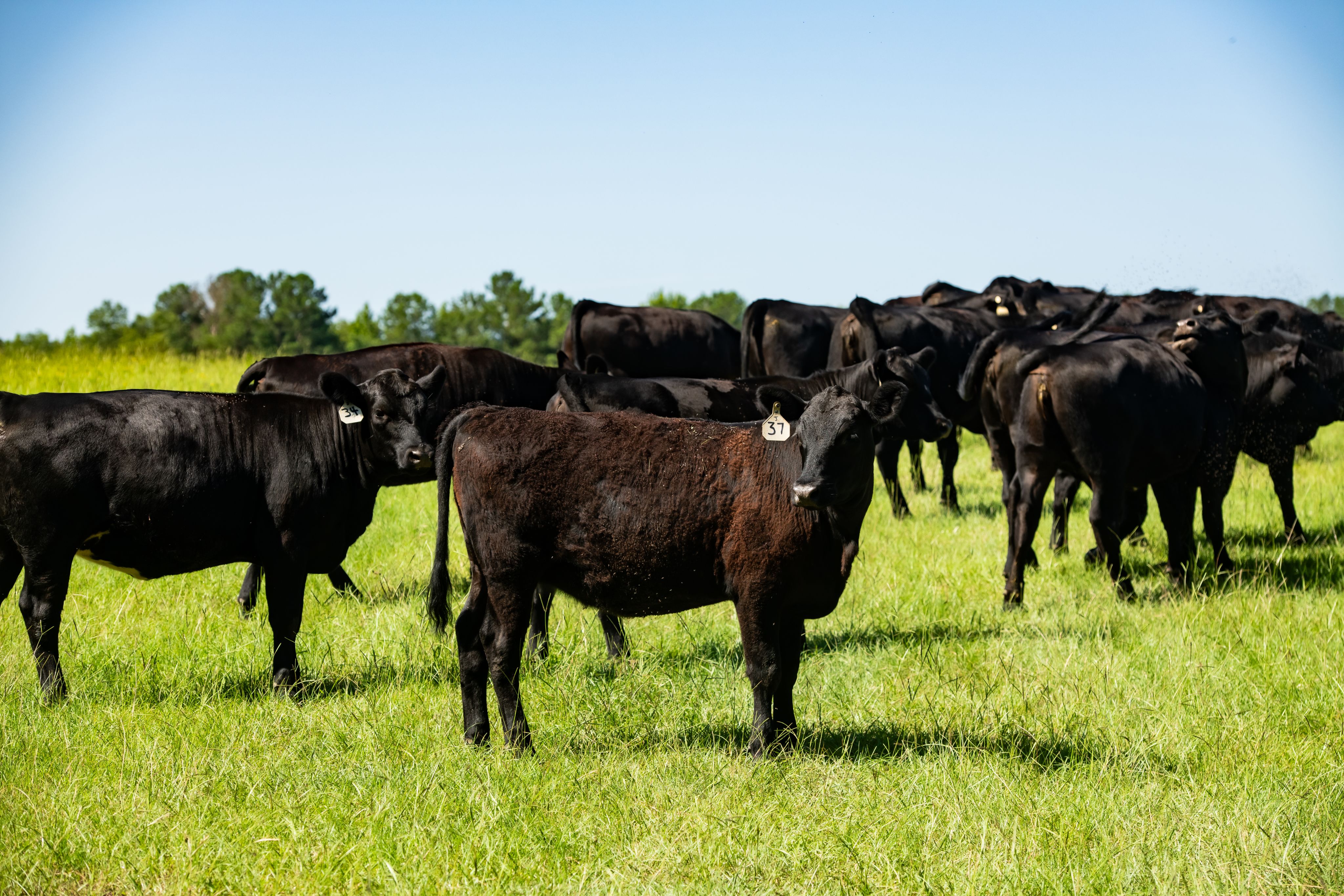 Black cattle stand in a green field under a blue sky.