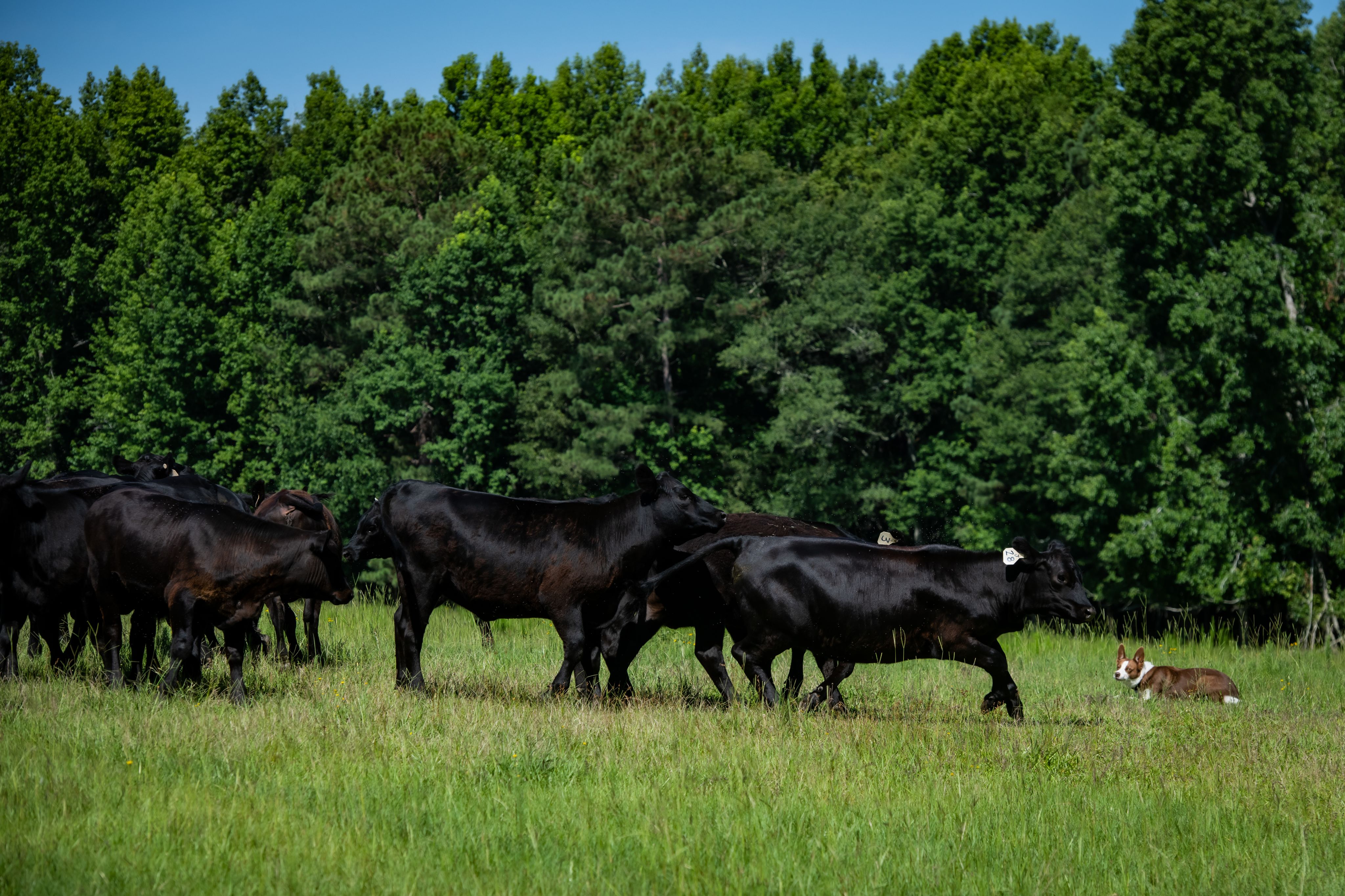 A brown and white cattle dog herds cattle in a field.