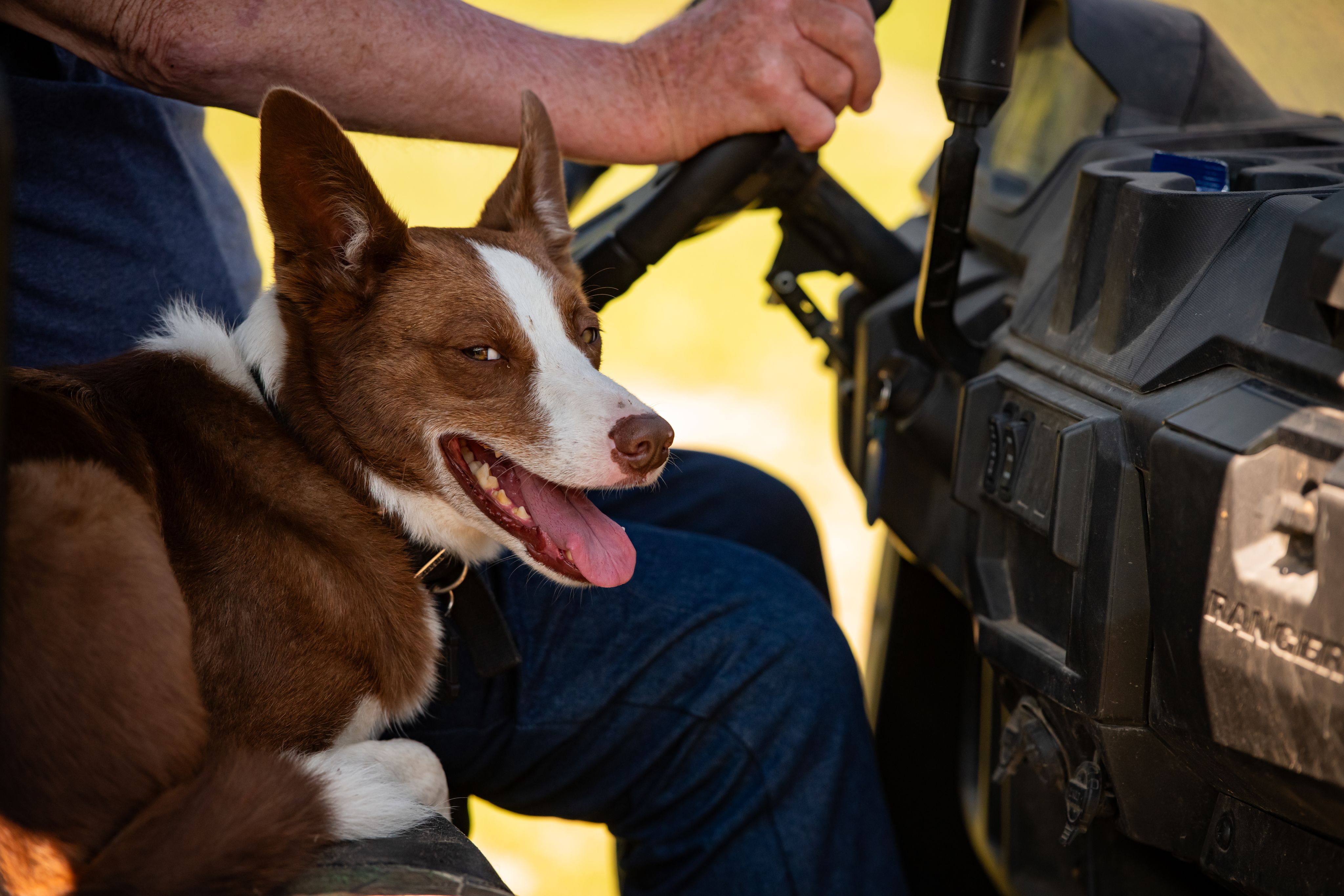 A close up image of a brown and white cattle dog that is panting and looking at the camera.