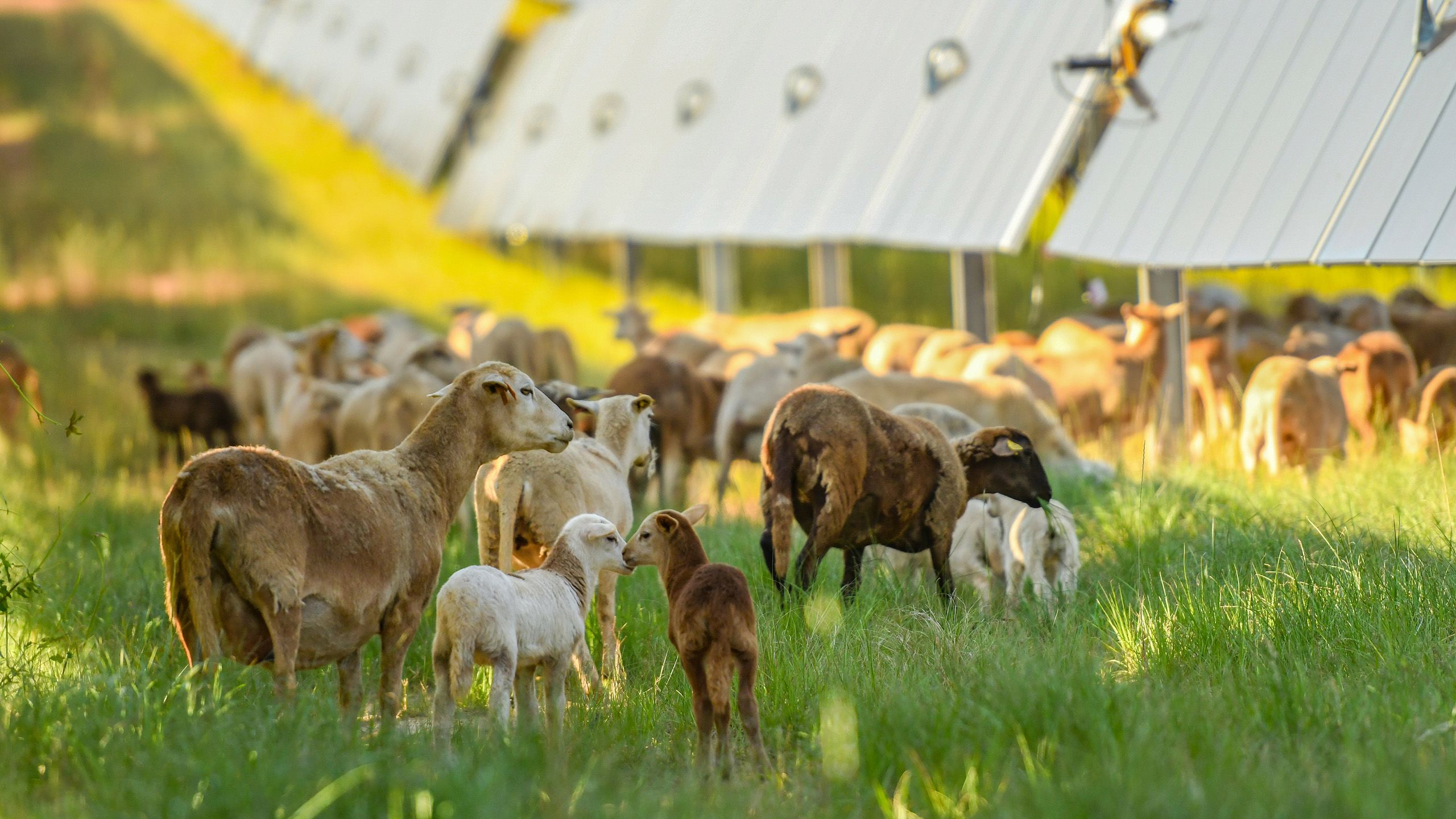 Sheep grazing in a green grassy field with large solar panels mounted on metal structures in the background, under a sunny sky.
