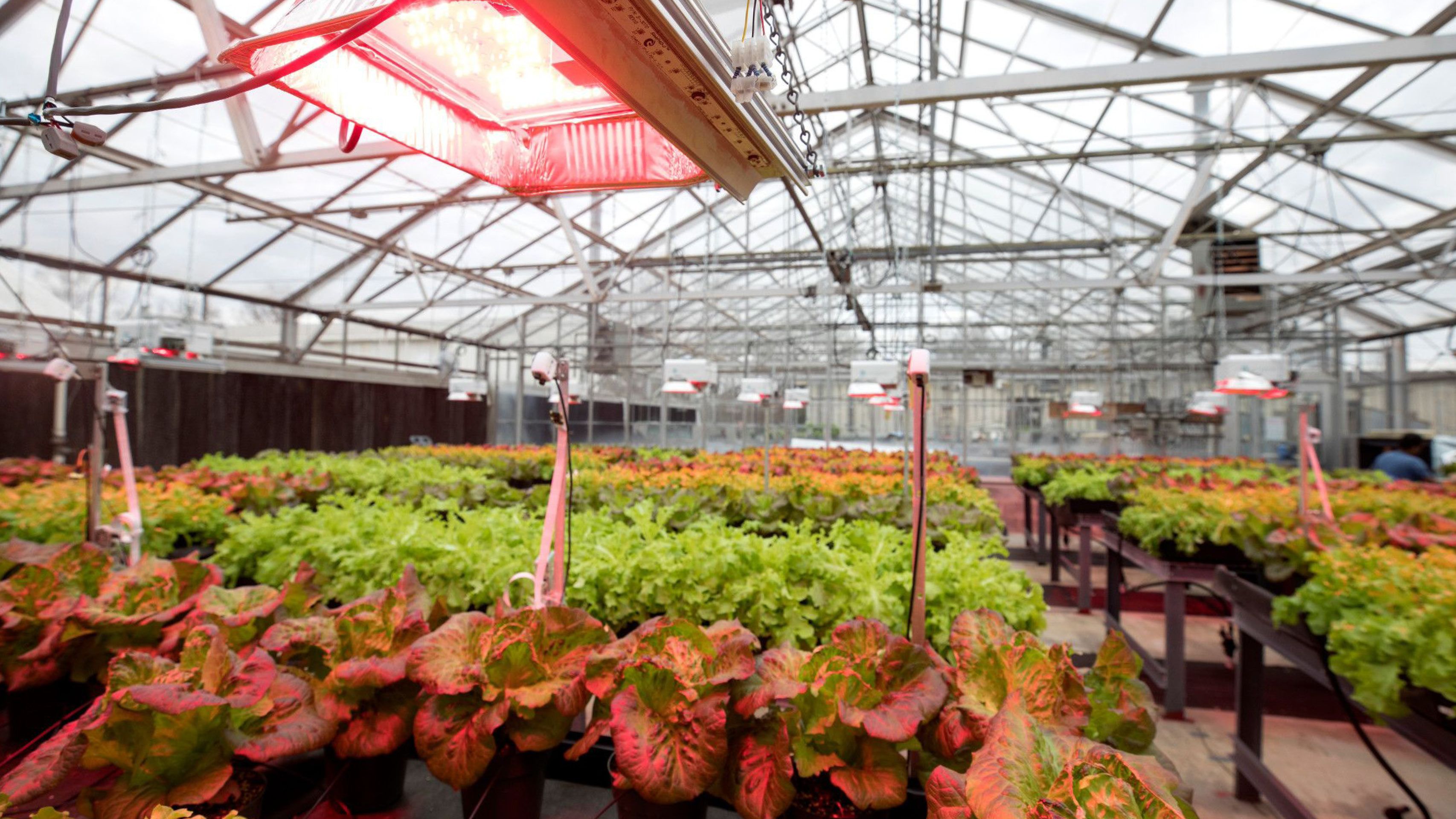 A greenhouse filled with leafy green plants