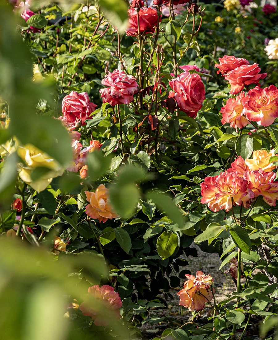Flowers grow at Hiroshima Peace Memorial Park